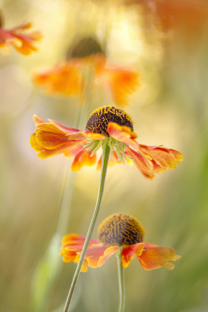 Helenium de Mandy Disher