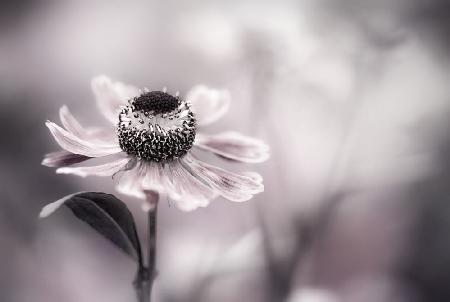 Helenium