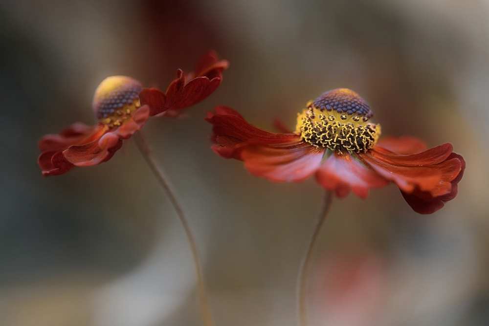 Helenium dance de Mandy Disher