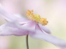 Japanese Anemone