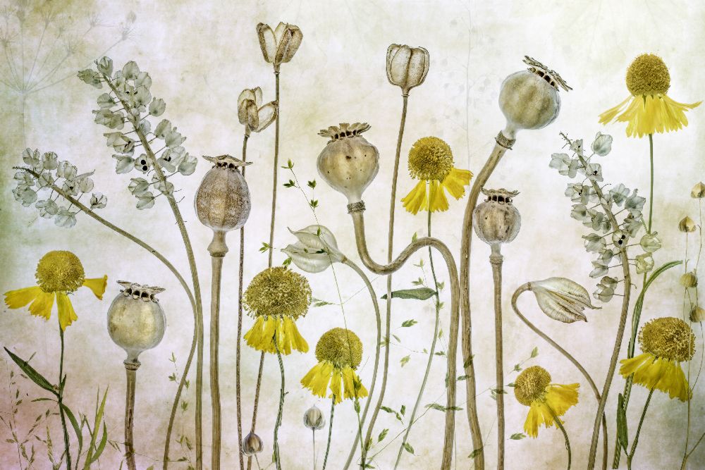 Poppies and Helenium de Mandy Disher