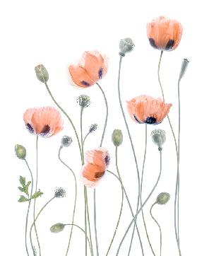 Poppies