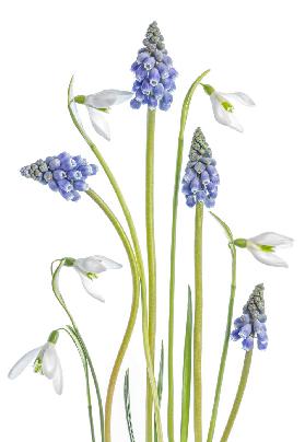 Muscari and Galanthus