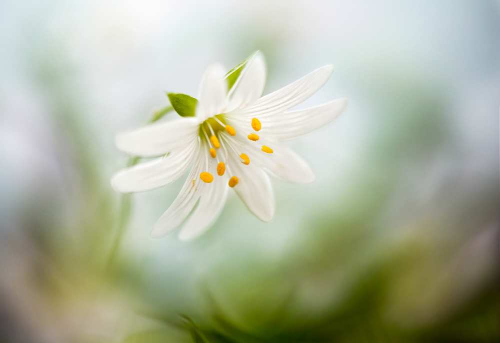 Spring Stitchwort de Mandy Disher