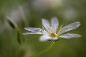 Stitchwort