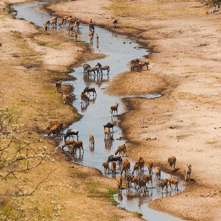 The Tarangire river