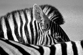 Curious Zebra