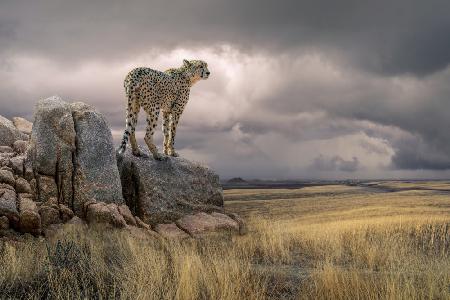 CheetahView