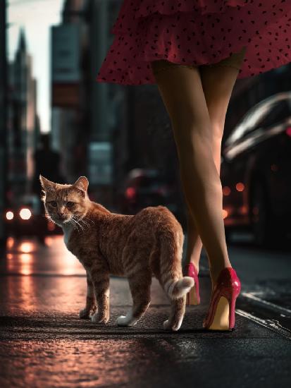 StreetCat