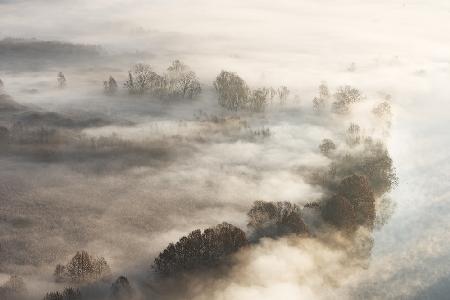 Trees in the fog