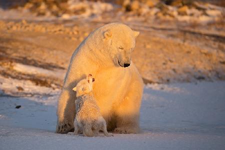 The bear &amp; the dog