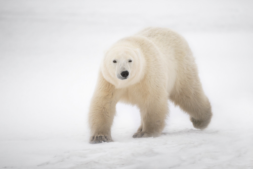 Ice bear de Marco Pozzi