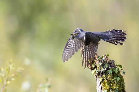 The cuckoo taking off