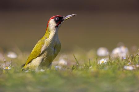 The woodpecker and the flowers