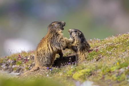 Marmot in the rainbow