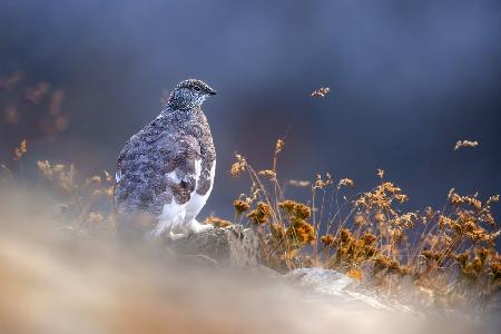 Partridge at dawn