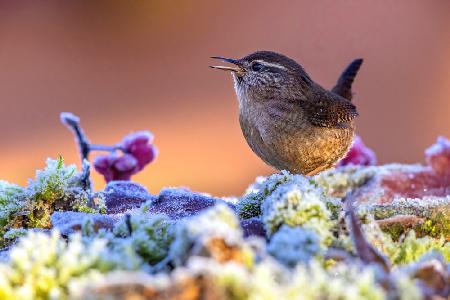 Wren in the ice