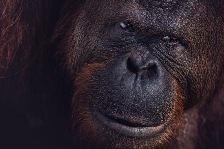 Eyes of Borneo