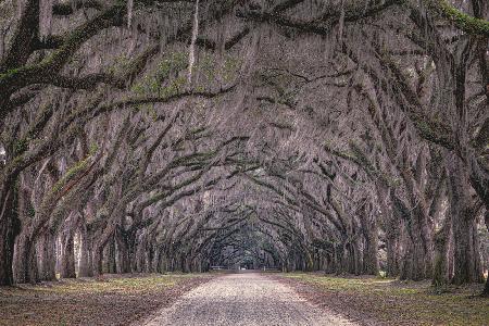 Oaks avenue