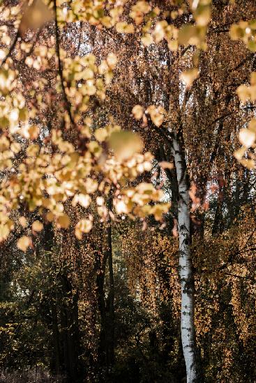 Autumn Birch Tree