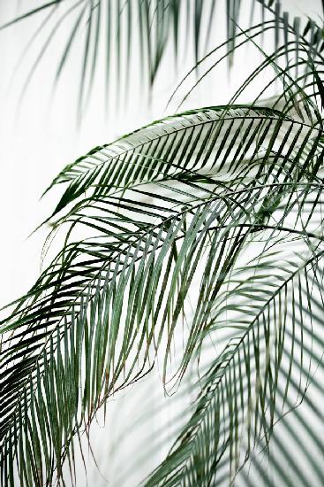 Palm Leaves 21