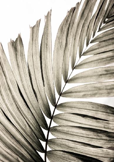 Palm Leaves 22