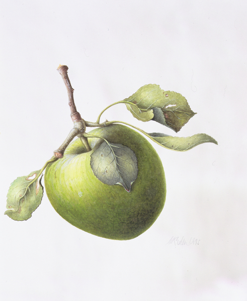 Bramley Apple de Margaret Ann  Eden