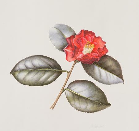 Camelia Japonica Adolphe Anderson