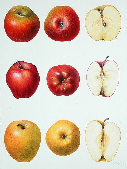 Six Apples, 1996 (w/c on paper)  de Margaret Ann  Eden