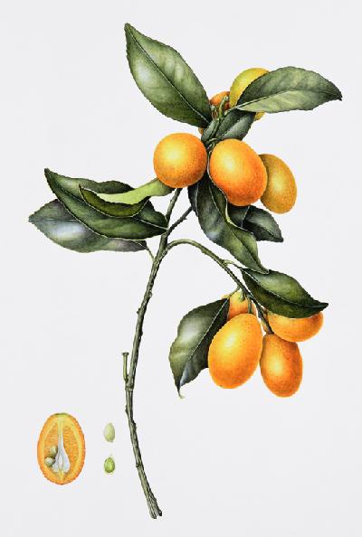 Kumquat, 1996 (w/c on paper) 