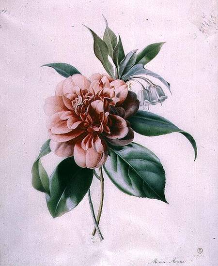 Camellia de Marie-Anne