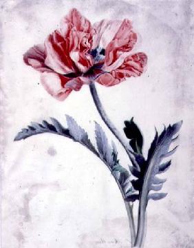 Flower Pieces, Oriental Poppy