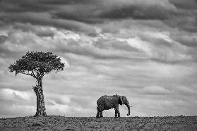 Elephant Landscape