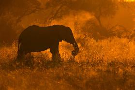 Golden Elephant in Savute