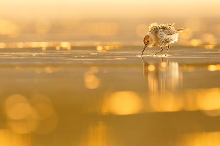 Dunlin Backlight