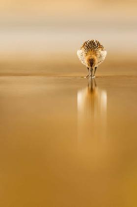 Dunlin reflection