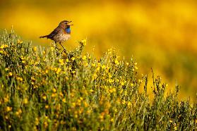 Singing bluethroat