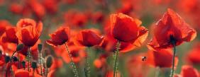 Mohn