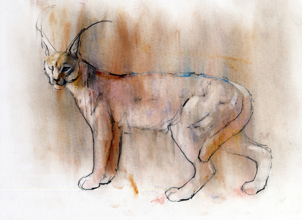 Arabian Caracal de Mark  Adlington