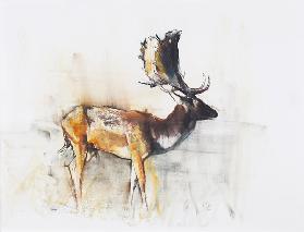 Magnificent Fallow Buck