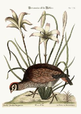 The American Partridge