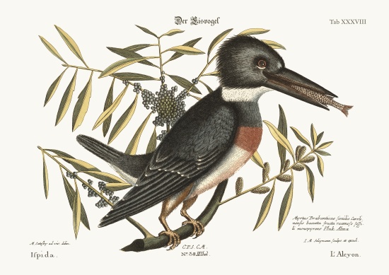 The Kingfisher de Mark Catesby