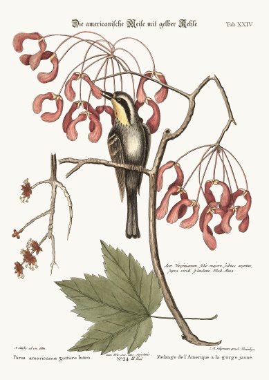 The yellow-throated Creeper de Mark Catesby