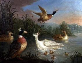 Ducks on a River Landscape