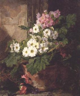 Still life of primulas