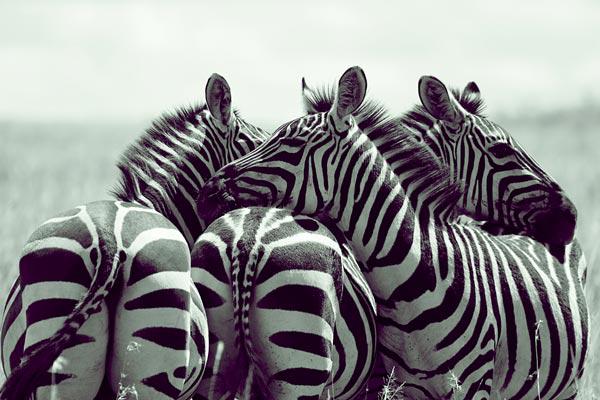 Grupo de zebras