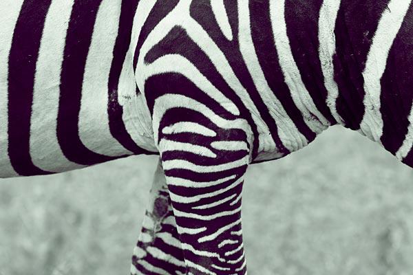 Zebra (2)