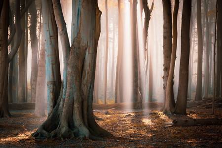 Licht im Wald