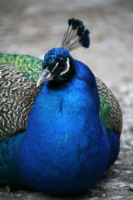 Blauer Pfau de Martina Berg