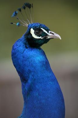 Blauer Pfau de Martina Berg